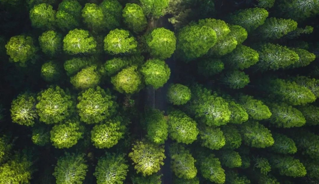 思嘉“樹”度 | 踐行綠色發(fā)展理念，厚植生態(tài)文明新底色